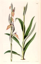 Illustration de Serapias cordigera